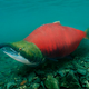 The pudgy, out-of-shape fish is barely able to traverse even the lightest rapid.